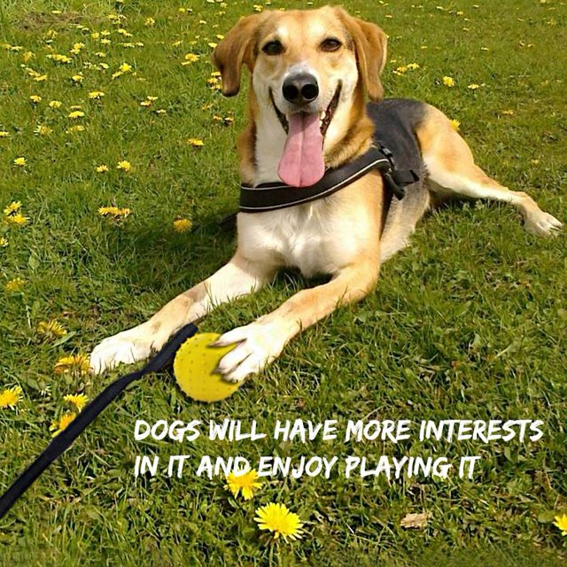 Vivifying Dog Ball on a Rope, 2 Pack Natural Interactive Rubber Ball for Fetch, Catch, Throw, Training and Tug of War (Orange + Yellow)